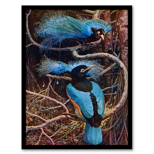 Sir Henry Hamilton Johnston Framed Wall Art Blue Bird of Paradise Home Décor