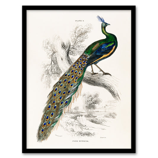 Sir William Jardine Framed Wall Art Print Male Peafowl Peacock Home Décor
