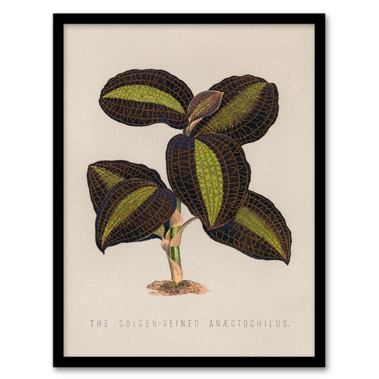Vintage Botanical Framed Wall Art The Golden Veined Jewel Orchid Home Décor