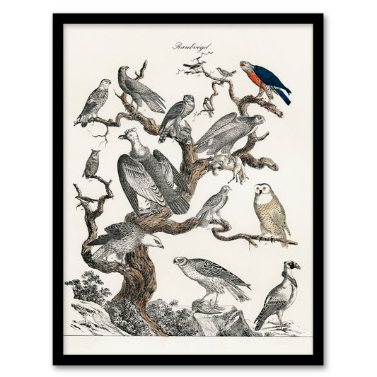Vintage Illustration Framed Wall Art Birds of Prey Perched on Tree Home Décor
