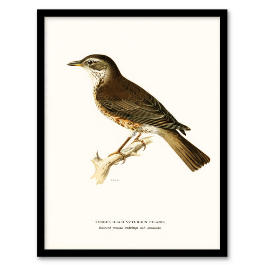 Von Wright Brothers Framed Wall Art Print Redwing Bird Turdus Iliacus Home Décor