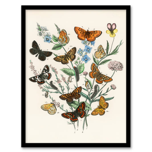 William Forsell Kirby Framed Wall Art Butterflies and Caterpillars Home Décor