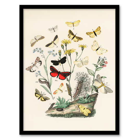 William Forsell Kirby Framed Wall Art Small Butterflies Caterpillars Home Décor