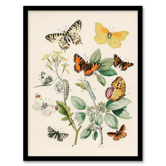 William Forsell Kirby Framed Wall Art Butterflies Moths Caterpillars Home Décor