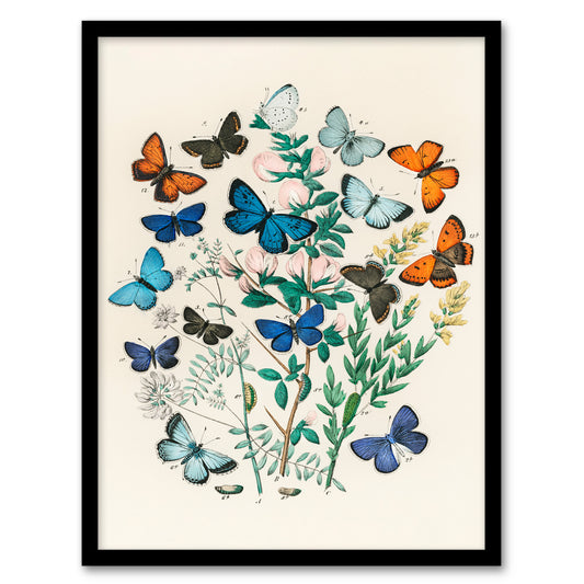 William Forsell Kirby Framed Wall Art Blue and Orange Butterflies Home Décor