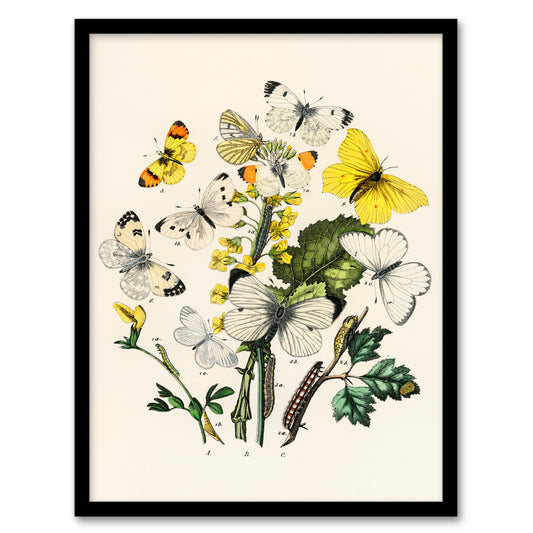 William Forsell Kirby Framed Wall Art Caterpillars and Butterflies Home Décor