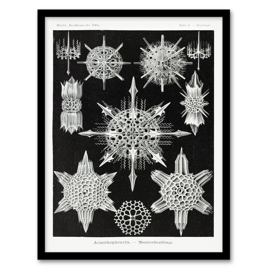 Ernst Haeckel Framed Wall Art Acanthophracta Black White Marine Life Home Décor
