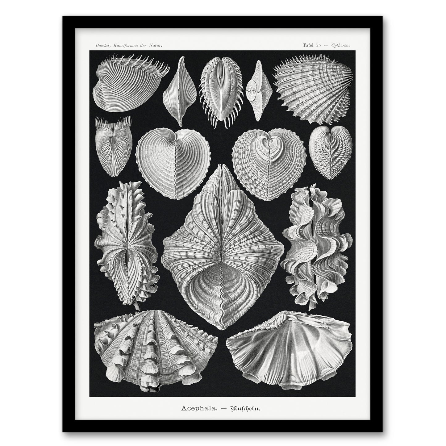 Ernst Haeckel Framed Wall Art Print Acephala Mollusks Clams Oysters Home Décor
