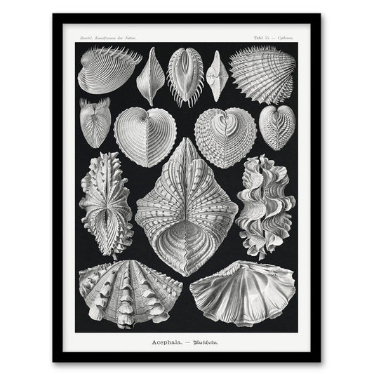 Ernst Haeckel Framed Wall Art Print Acephala Mollusks Clams Oysters Home Décor