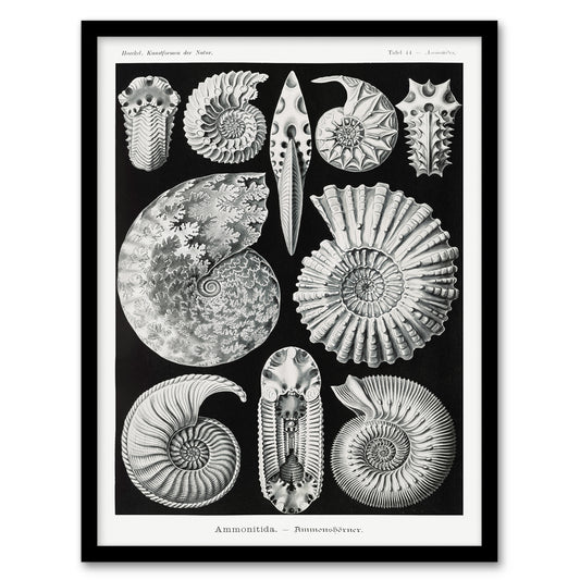 Ernst Haeckel Framed Wall Art Print Ammonite Fossil Cephalopods Home Décor