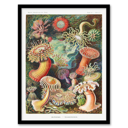 Ernst Haeckel Framed Wall Art Print Sea Anemone Marine Landscape Home Décor
