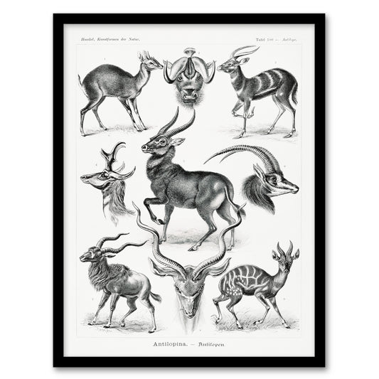 Ernst Haeckel Framed Wall Art Print Art Forms of Nature Antilope Home Décor