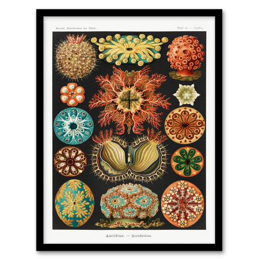 Ernst Haeckel Framed Wall Art Print Ascidiae Colourful Marine Life Home Décor