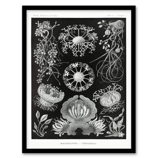 Ernst Haeckel Framed Wall Art Print Ascomycetes Fungi Species Vintage Home Décor