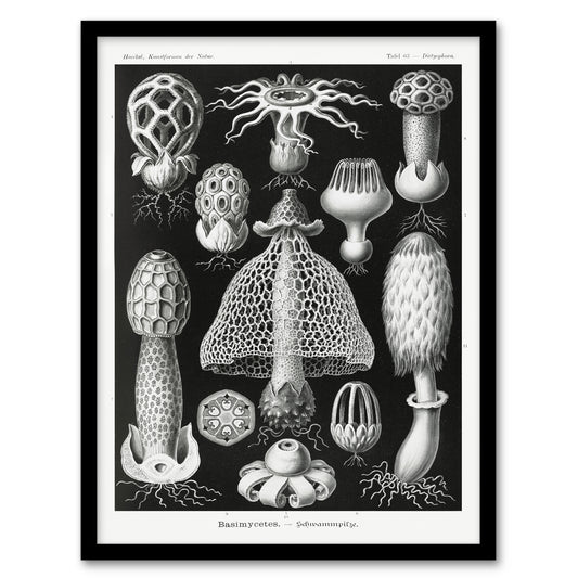 Ernst Haeckel Framed Wall Art Print Basimycetes Fungi Species Vintage Home Décor