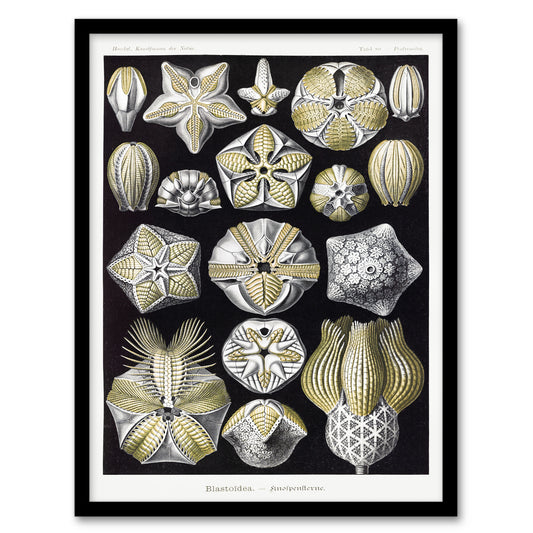 Ernst Haeckel Framed Wall Art Print Blastoid Sea Buds Urchins Home Décor