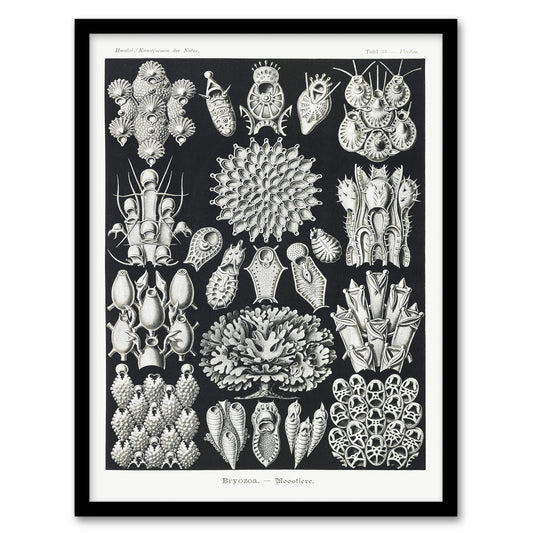 Ernst Haeckel Framed Wall Art Print Bryozoa Aquatic invertebrates Home Décor