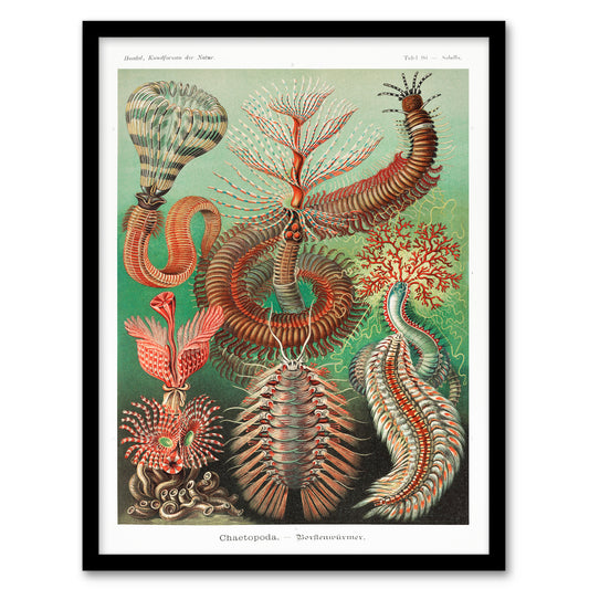 Ernst Haeckel Framed Wall Art Print Chaetopoda Annelid Marine Worms Home Décor