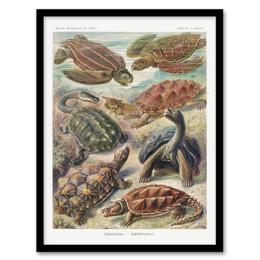 Ernst Haeckel Framed Wall Art Chelonia Turtles Vintage Illustration Home Décor