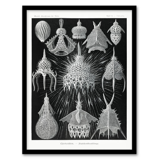 Ernst Haeckel Framed Wall Art Print Crytoidea Marine Microorganisms Home Décor