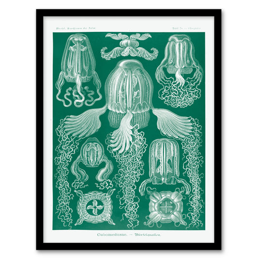 Ernst Haeckel Framed Wall Art Print Cubomedusae Jellyfish Species Home Décor