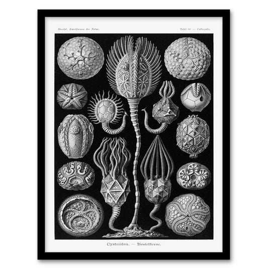 Ernst Haeckel Framed Wall Art Print Cystoidea Pouch Stars Marine Life Home Décor