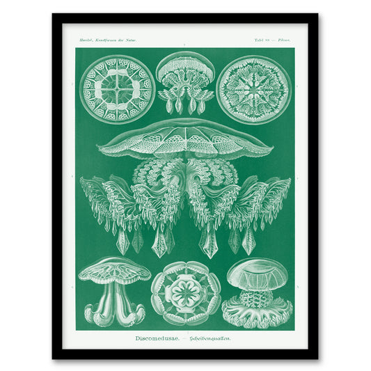 Ernst Haeckel Framed Wall Art Print Discomedusae Jellyfish Species Home Décor
