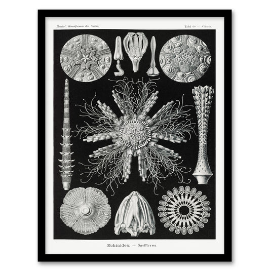 Ernst Haeckel Framed Wall Art Print Echinidea Sea Urchin Species Home Décor