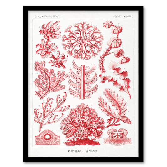 Ernst Haeckel Framed Wall Art Print Florideophyceae Red Algae Home Décor