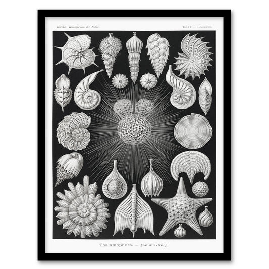 Ernst Haeckel Framed Wall Art Print Forams Vintage Illustration Home Décor