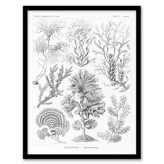 Ernst Haeckel Framed Wall Art Print Fucoideae Algae Seaweed Species Home Décor