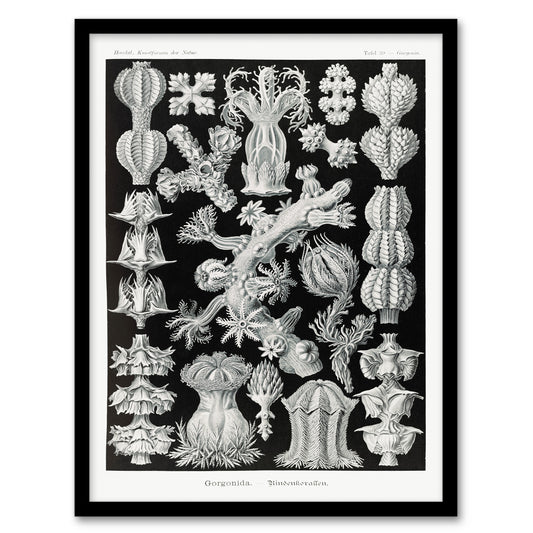 Ernst Haeckel Framed Wall Art Gorgonida Vintage Coral Illustration Home Décor