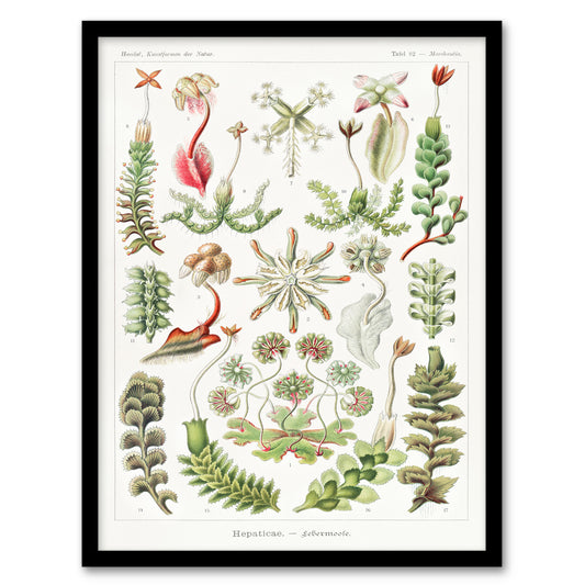 Ernst Haeckel Framed Wall Art Print Hepatica Plant Vintage Floral Home Décor