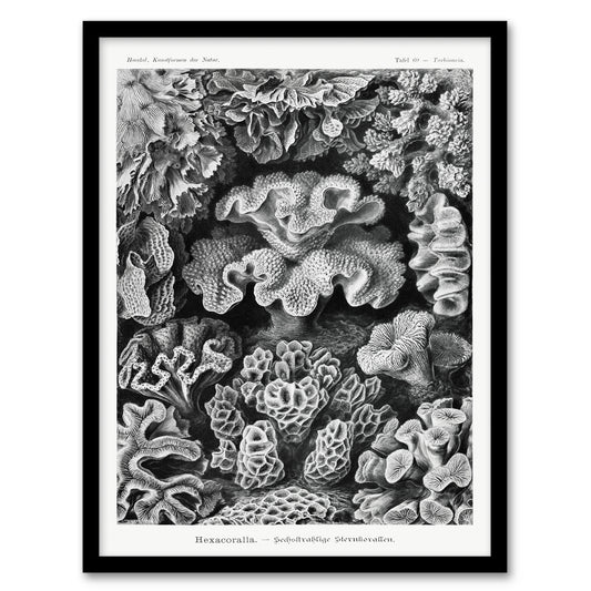 Ernst Haeckel Framed Wall Art Hexacorallia Vintage Coral Illustration Home Décor
