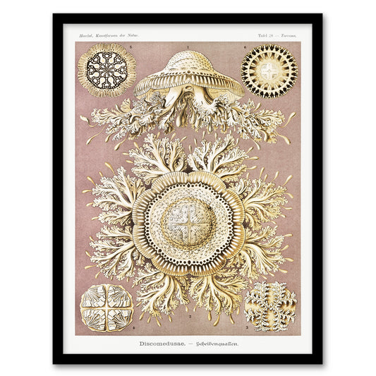 Haeckel Framed Wall Art Jellyfish Discomedusae Vintage Illustration Home Décor