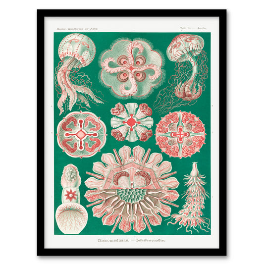 Haeckel Framed Wall Art Green Pink Vintage Jellyfish Illustration Home Décor