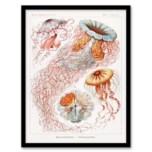 Ernst Haeckel Framed Wall Art Print Lions Mane Jellyfish Illustration Home Décor