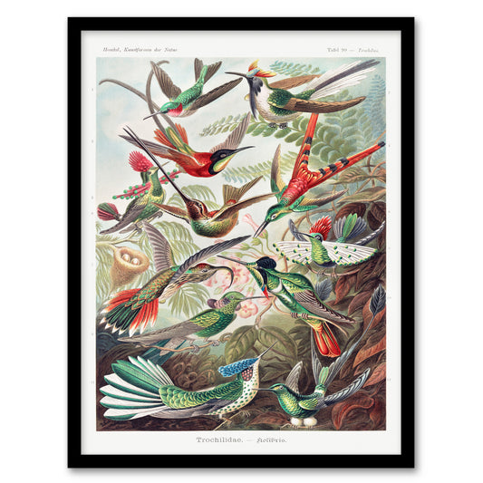 Ernst Haeckel Framed Wall Art Print Kolibri Birds Hummingbird Species Home Décor