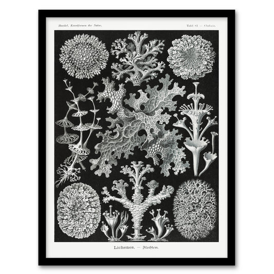 Ernst Haeckel Framed Wall Art Lichen Species Vintage Illustration Home Décor