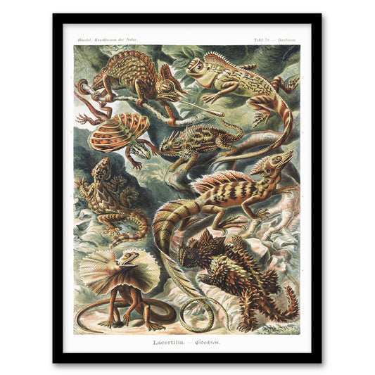 Ernst Haeckel Framed Wall Art Print Lacertilia Reptile Lizard Species Home Décor