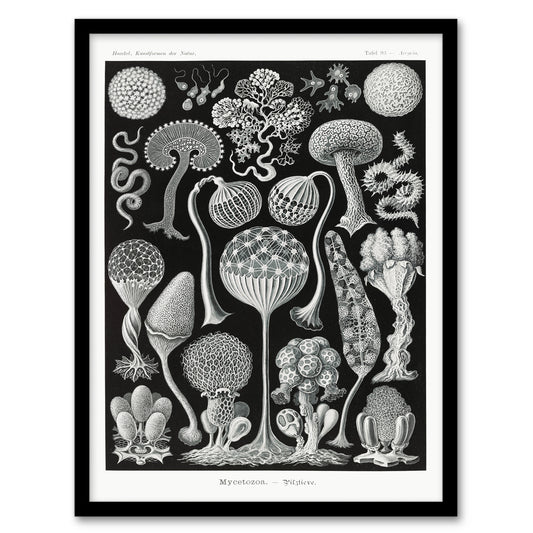 Ernst Haeckel Framed Wall Art Print Mycetozoa Intricate Slime Molds Home Décor