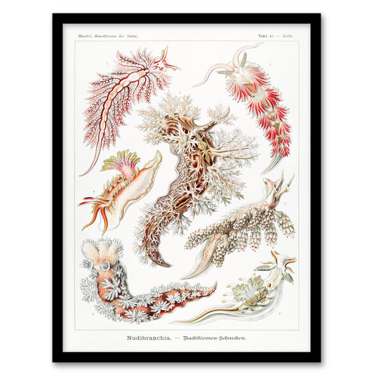 Ernst Haeckel Framed Wall Art Print Nudibranch Sea Slug Molluscs Home Décor