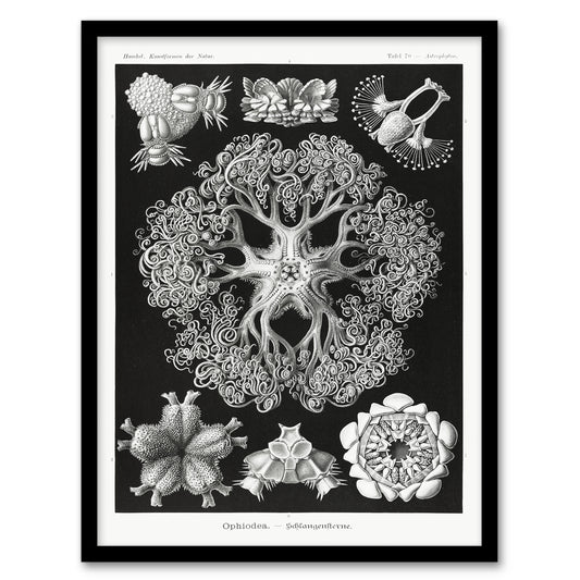 Ernst Haeckel Framed Wall Art Ophiodea Brittle Stars Illustration Home Décor