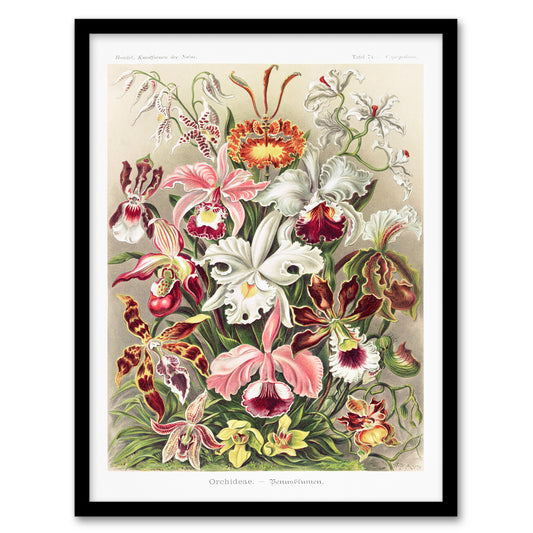 Ernst Haeckel Framed Wall Art Print Orchid Flower Colourful Varieties Home Décor