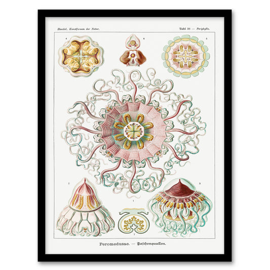 Haeckel Framed Wall Art Peromedusae Jellyfish Vintage Illustration Home Décor