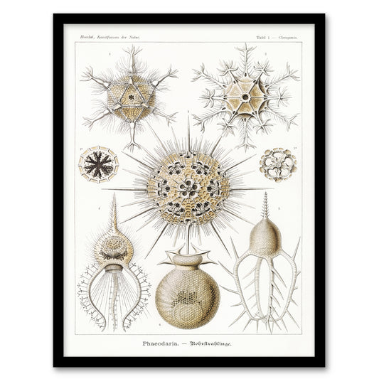 Ernst Haeckel Framed Wall Art Phaeodaria Amoeba Vintage Illustration Home Décor