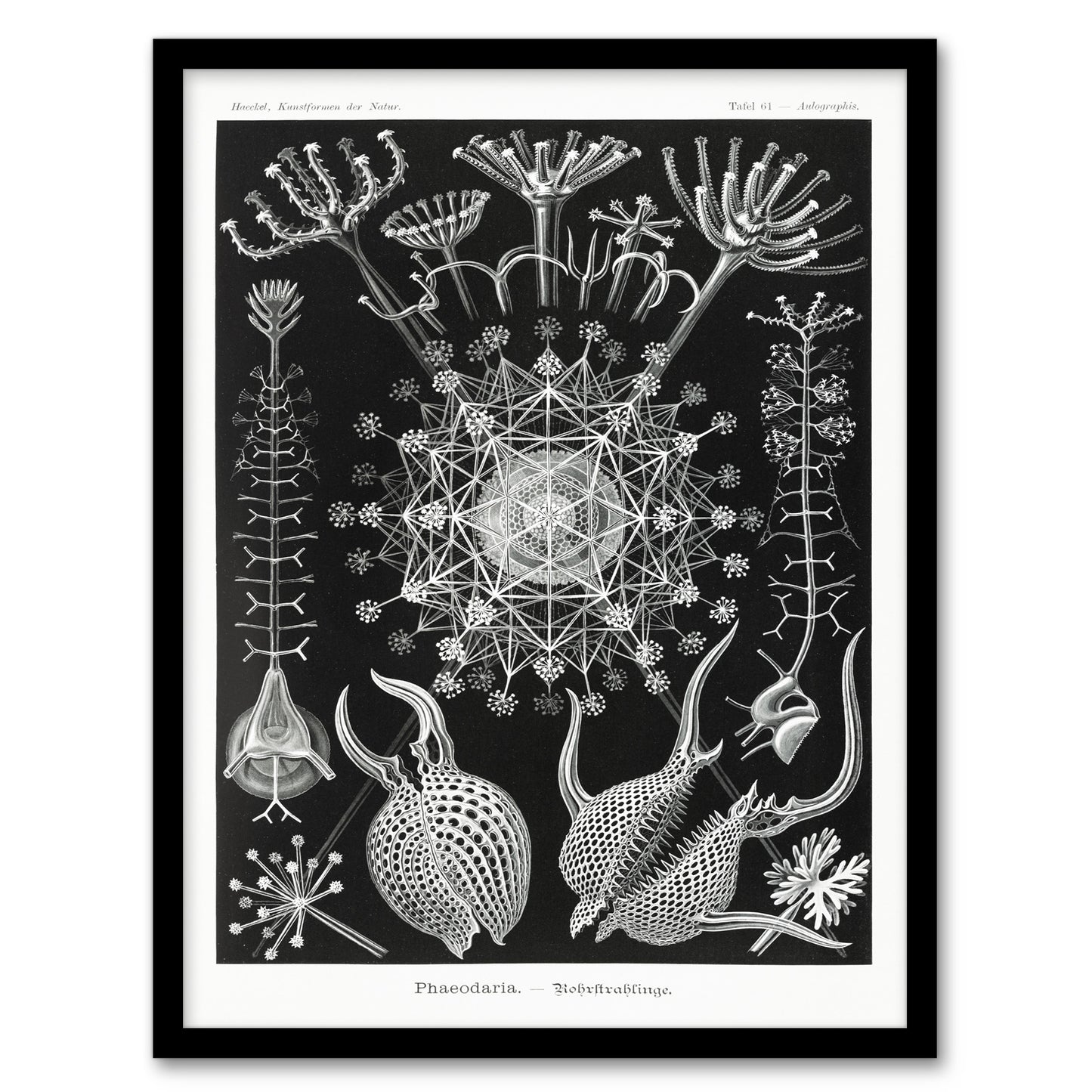 Ernst Haeckel Framed Wall Art Phaeodaria Marine Life Illustration Home Décor