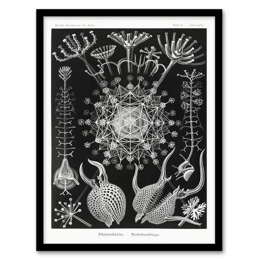 Ernst Haeckel Framed Wall Art Phaeodaria Marine Life Illustration Home Décor
