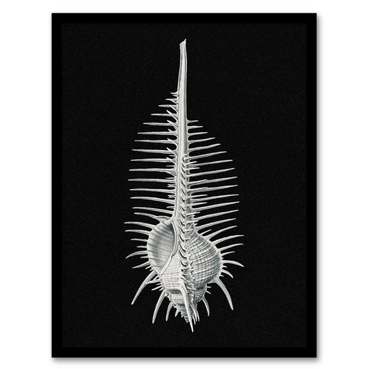 Ernst Haeckel Framed Wall Art Print Murex Sea Shell Sketch on Black Home Décor