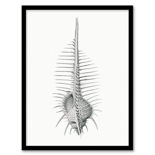 Ernst Haeckel Framed Wall Art Print Murex Shell Seashell Drawing Home Décor